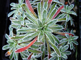 Saxifraga paniculata 'Carniolica'
